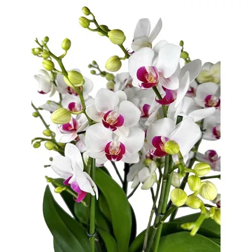 Phalaenopsis ‘Safe Haven’