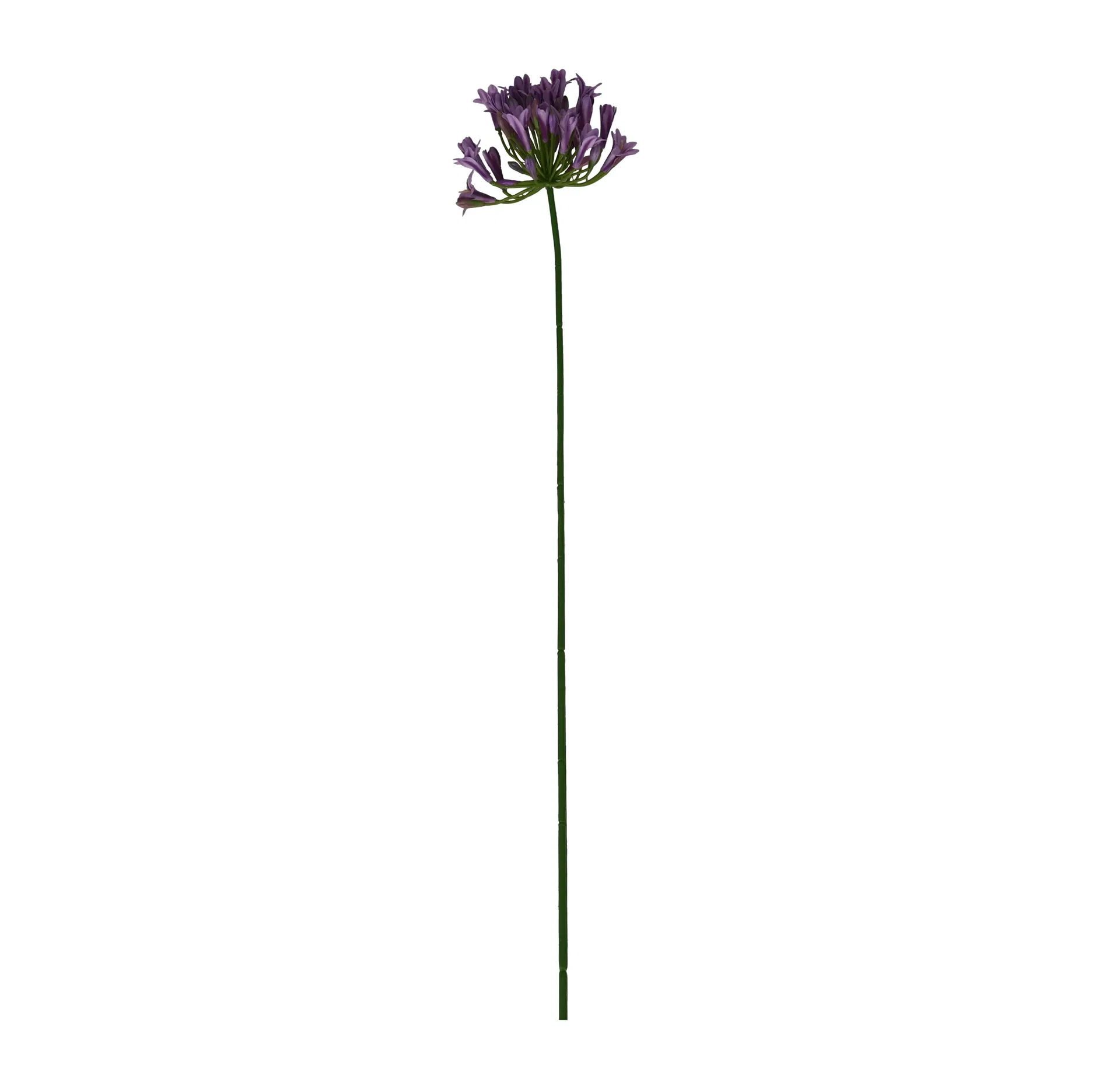 Allium snitt kunstig