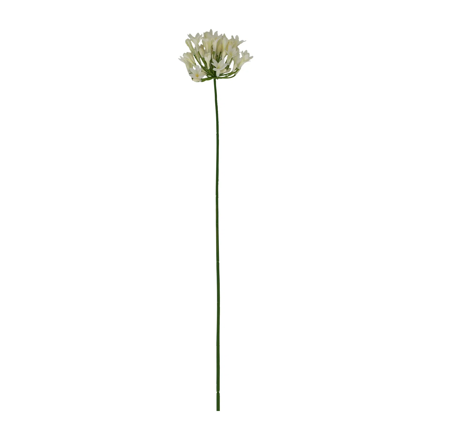 Allium snitt kunstig