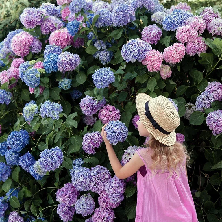Hydrangea – facts and care advice