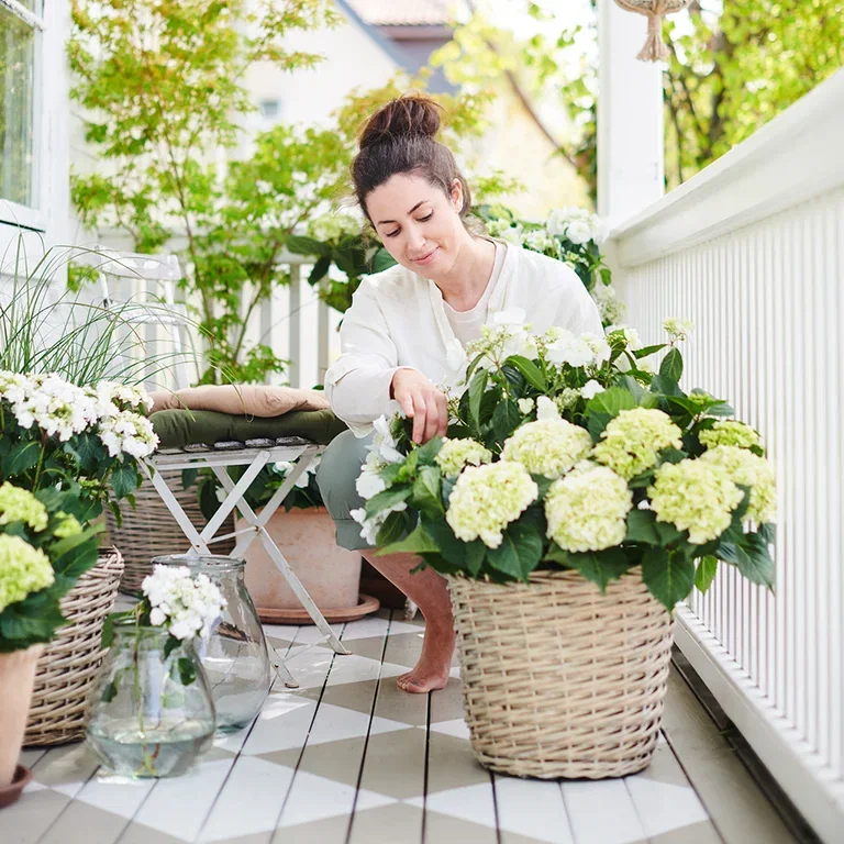 Hydrangea – facts and care advice