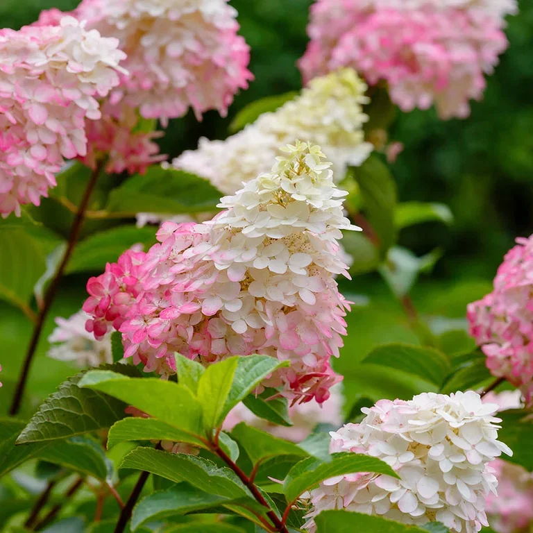 Hydrangea – facts and care advice