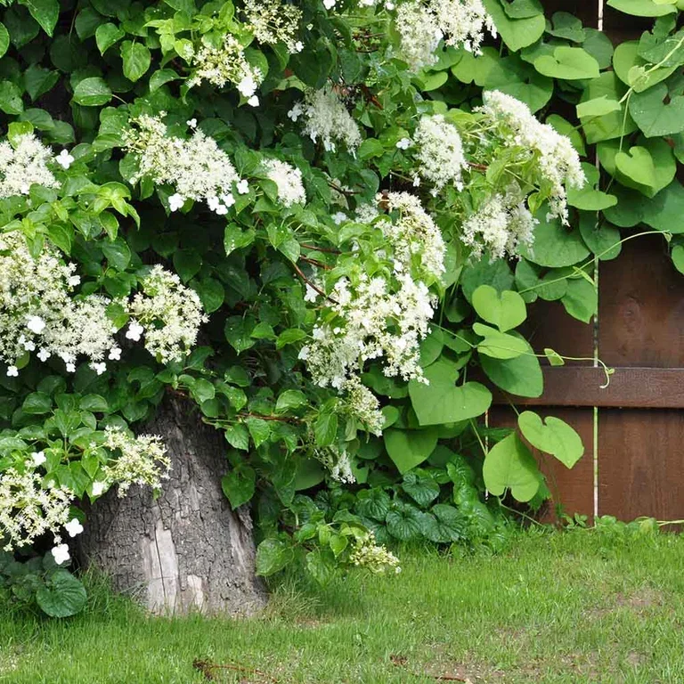 Hydrangea – facts and care advice