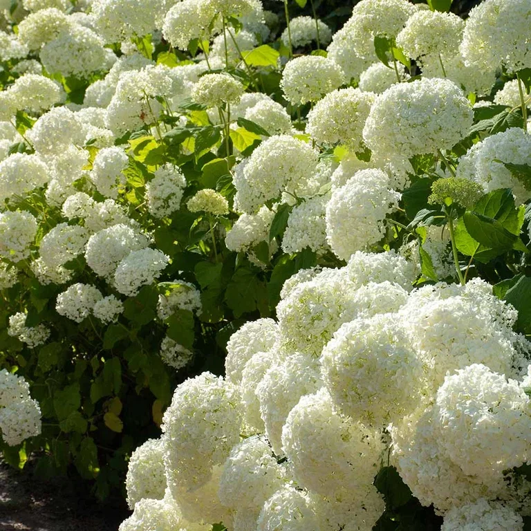 Hydrangea – facts and care advice