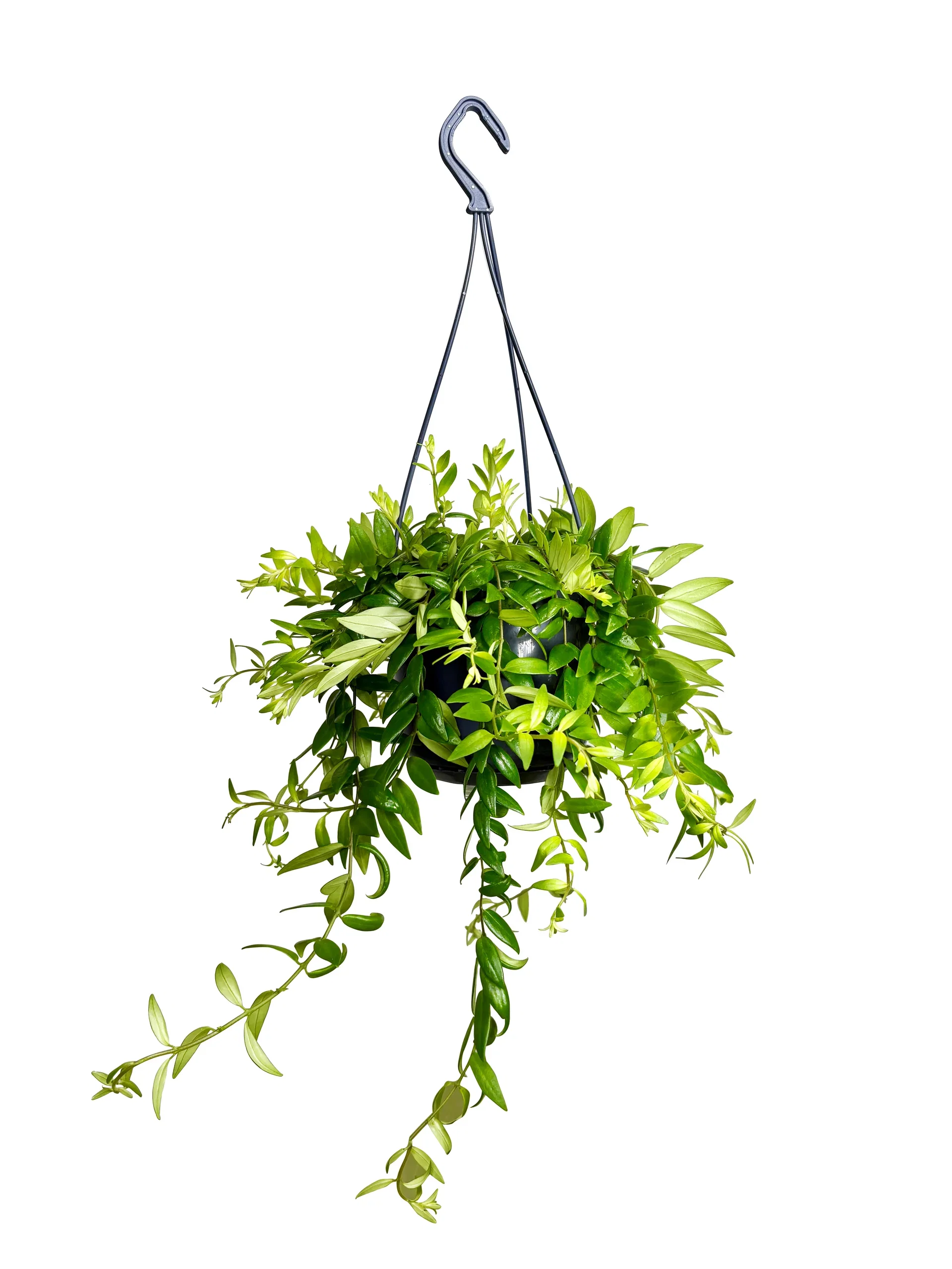 Aeschynanthus 'Japhrolepis' in hanging basket