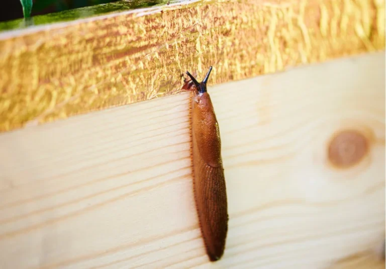 Slugs - how to get rid of them