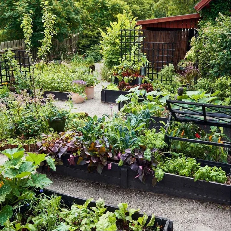 Creating a kitchen garden – how to succeed