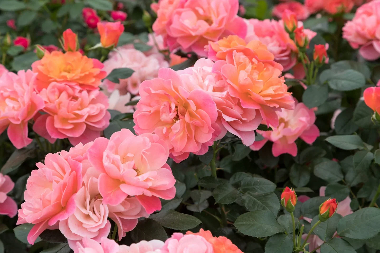 Rosa SUGAR CANDY ROSE
