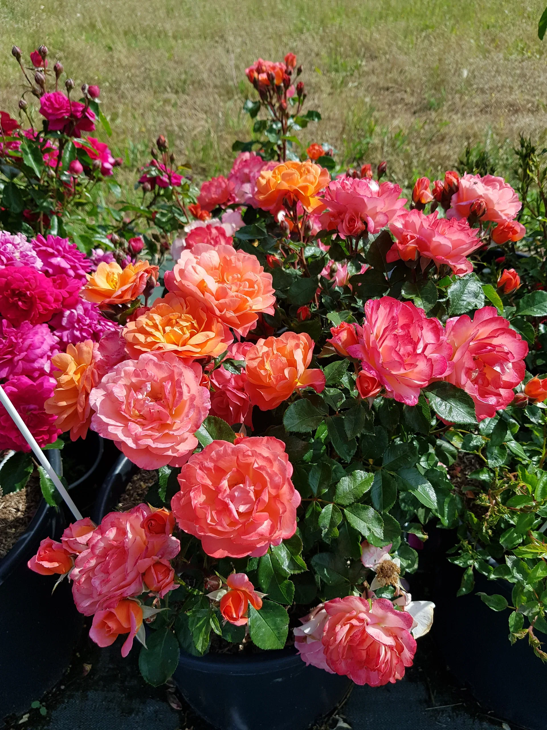 Rosa SUGAR CANDY ROSE