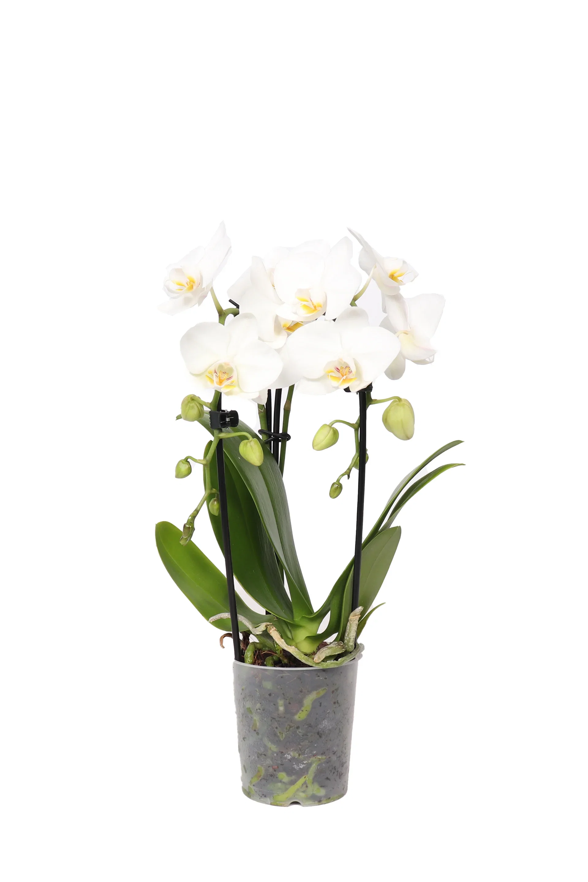 Phalaenopsis