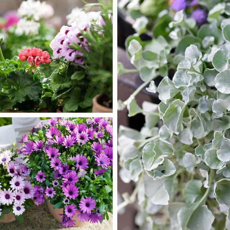 Vårblomster i potte – pynt inngangspartiet til vår