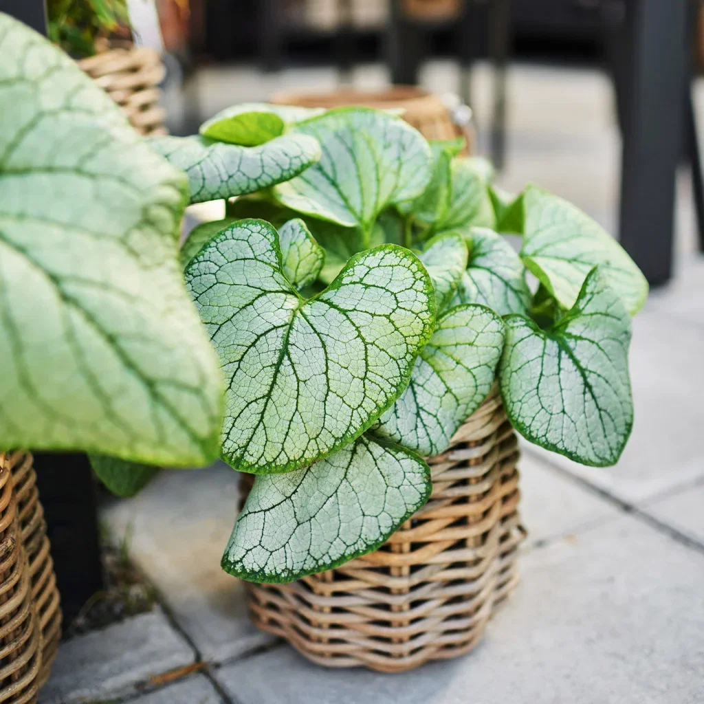 NORDIC GARDEN - trendy, stylish and neat