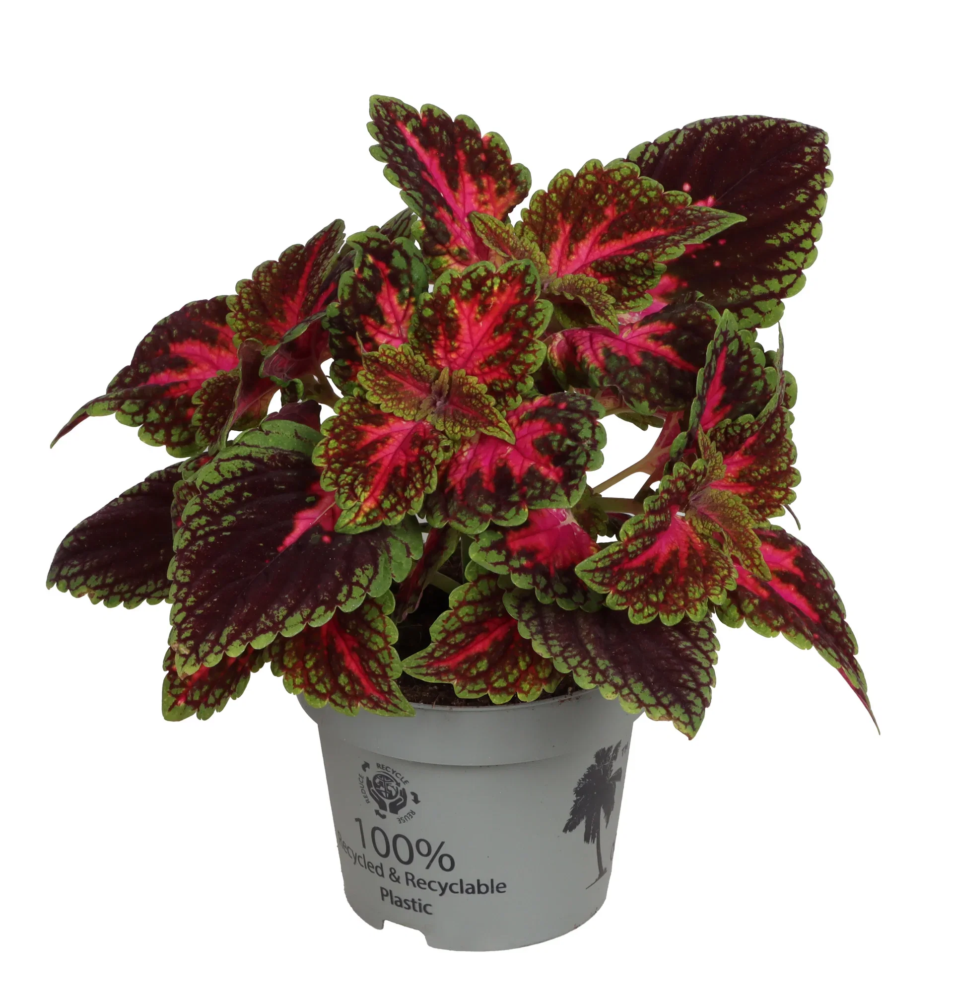 Coleus 'Park Avenue'