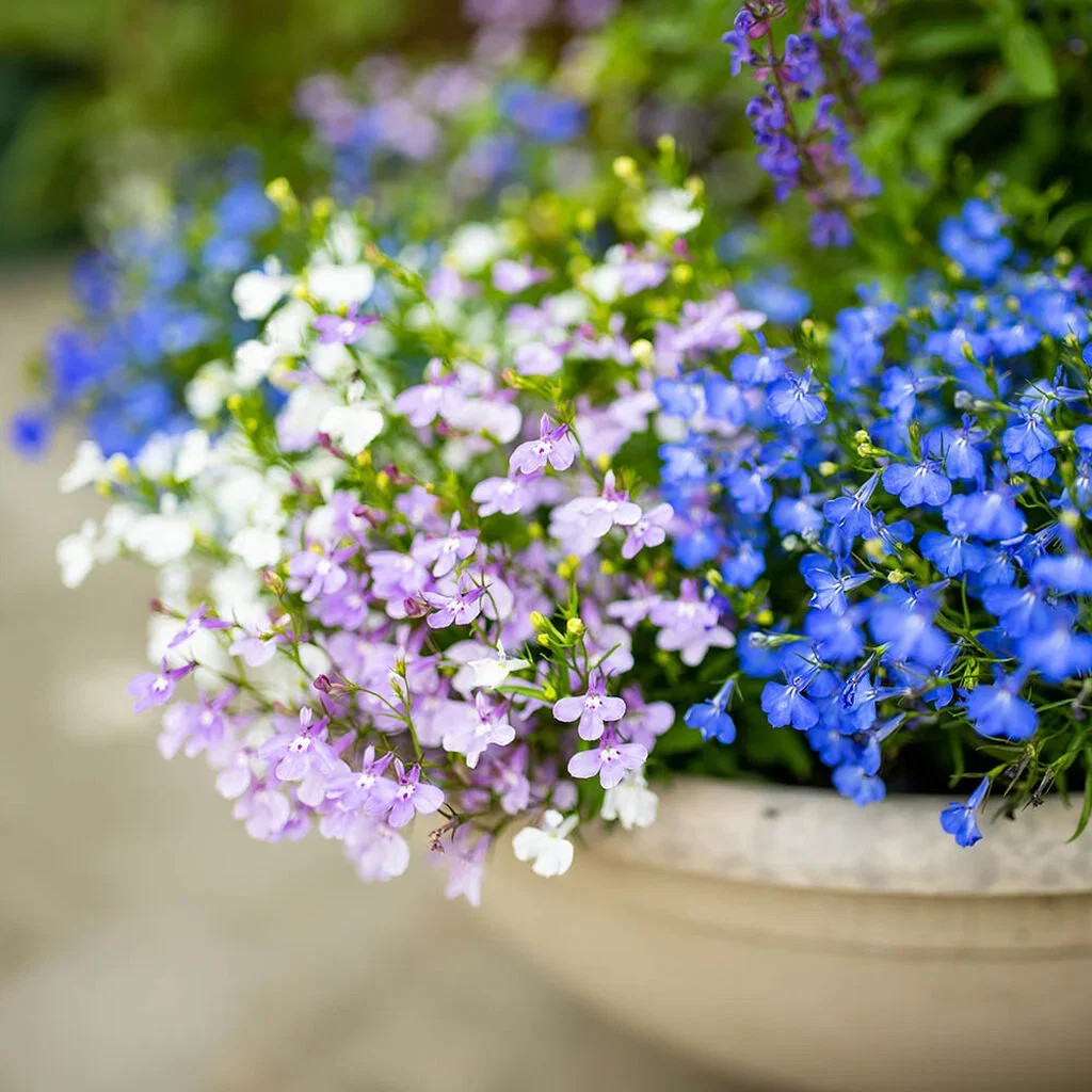 Lobelia – planting og stell