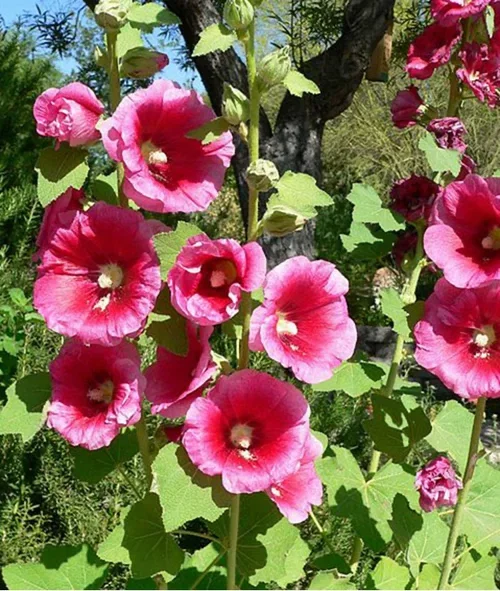 Stokkrose – planting og stell