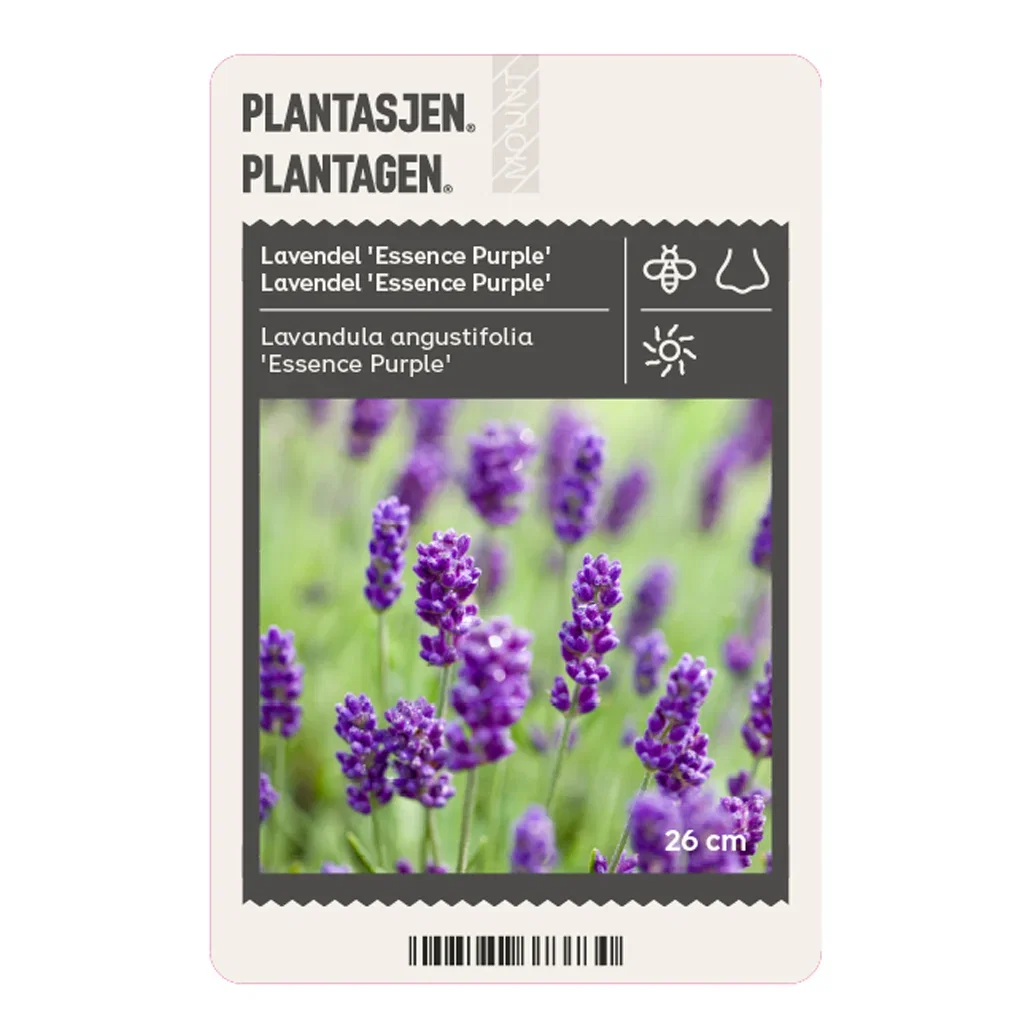 Blomster for bier og sommerfugler – 7 favoritter