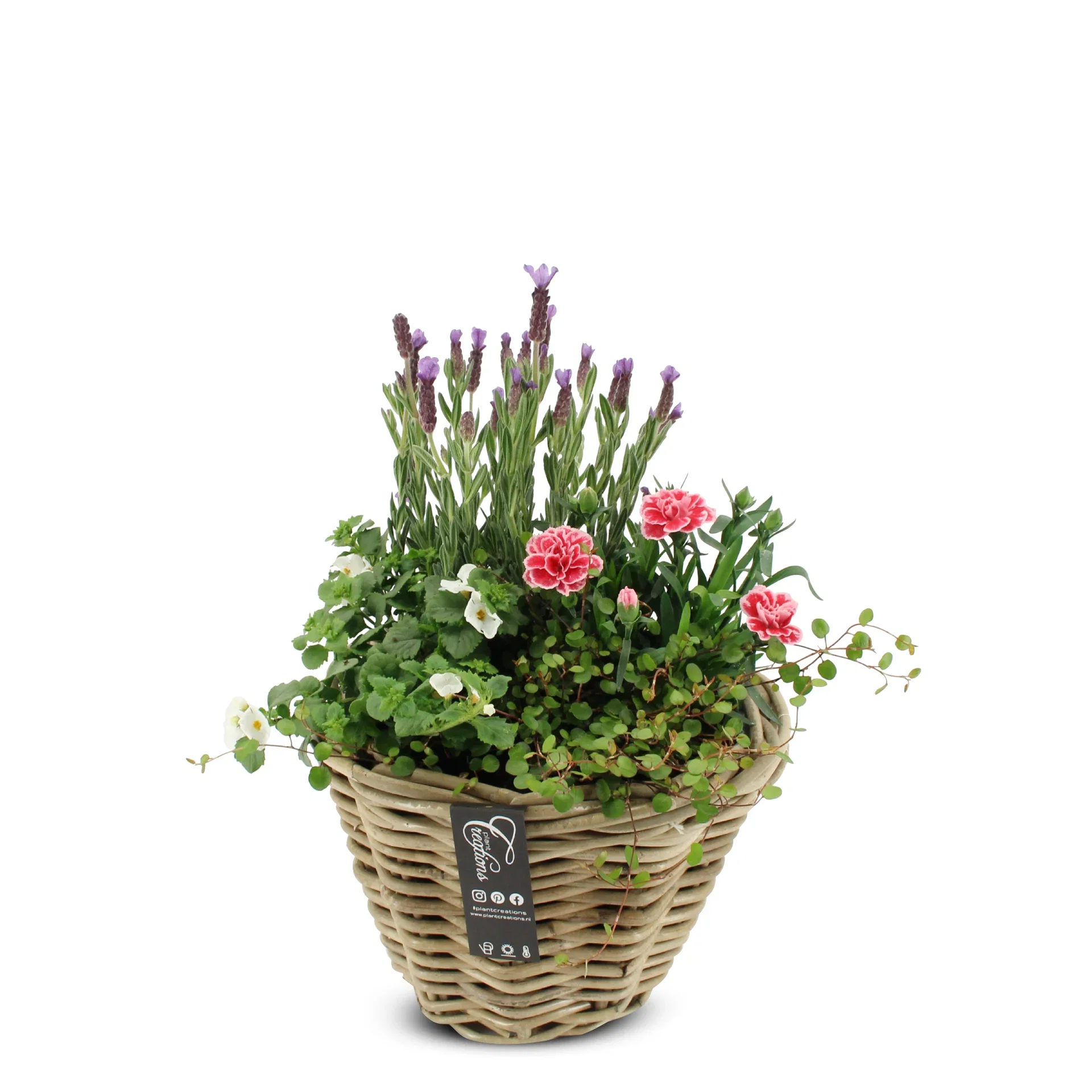 Summar dec. Lavendula/Dianthus in basket