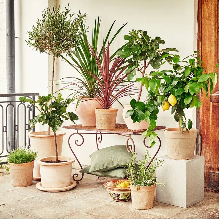 Plant a garden in pots