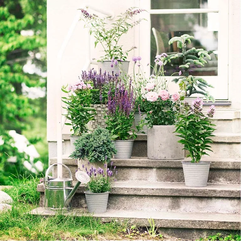 Plant a garden in pots