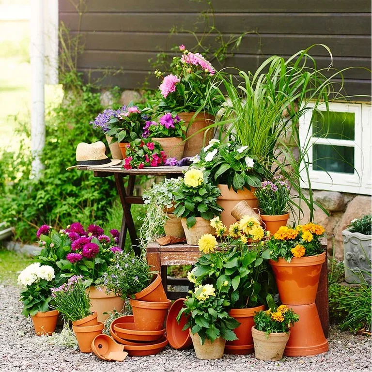 Plant a garden in pots