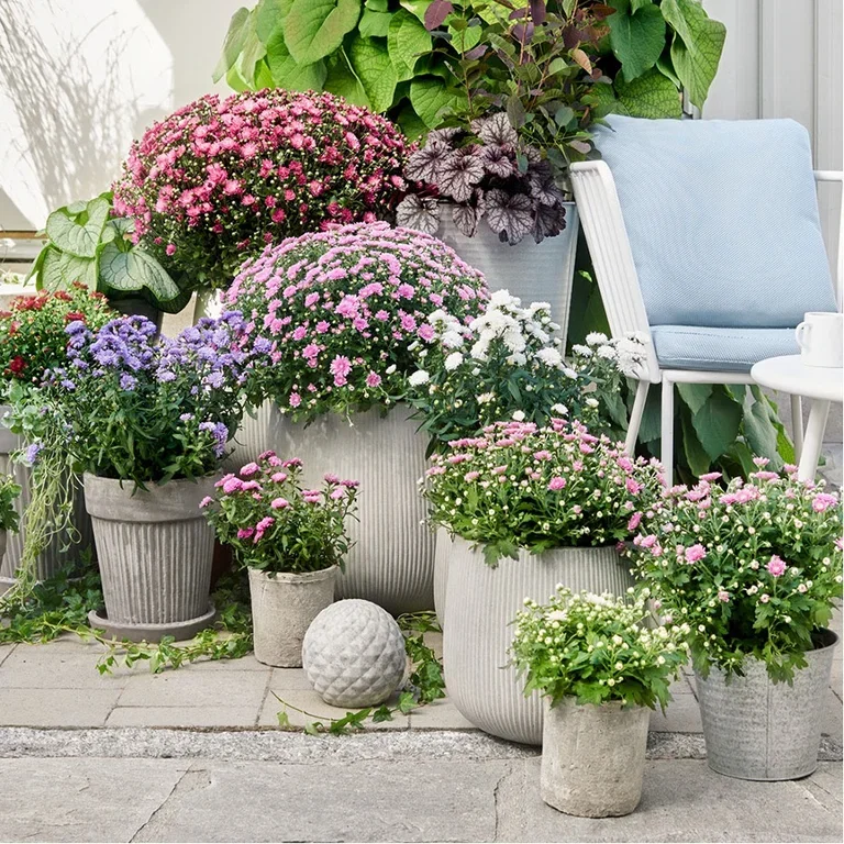 Plant a garden in pots