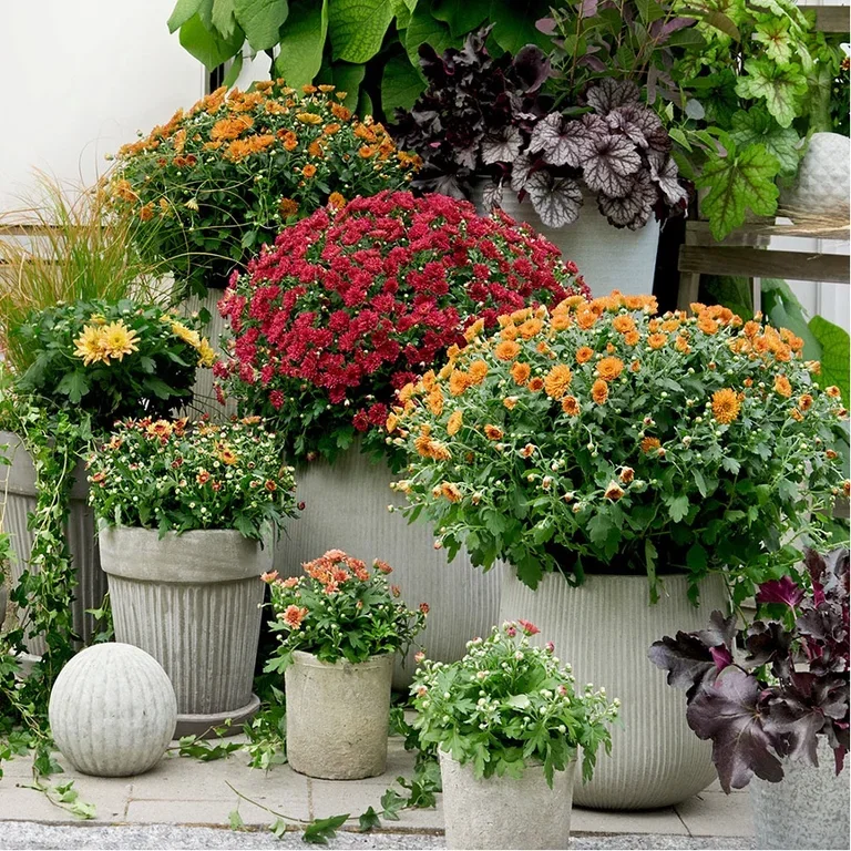 Plant a garden in pots