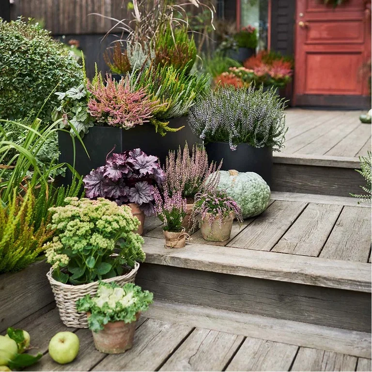 Plant a garden in pots