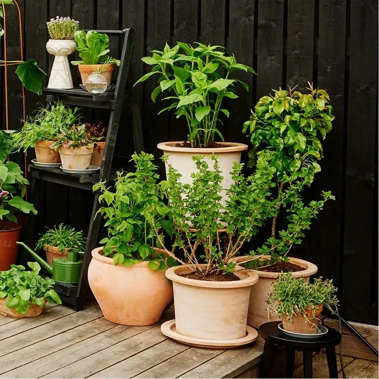 Plant a garden in pots