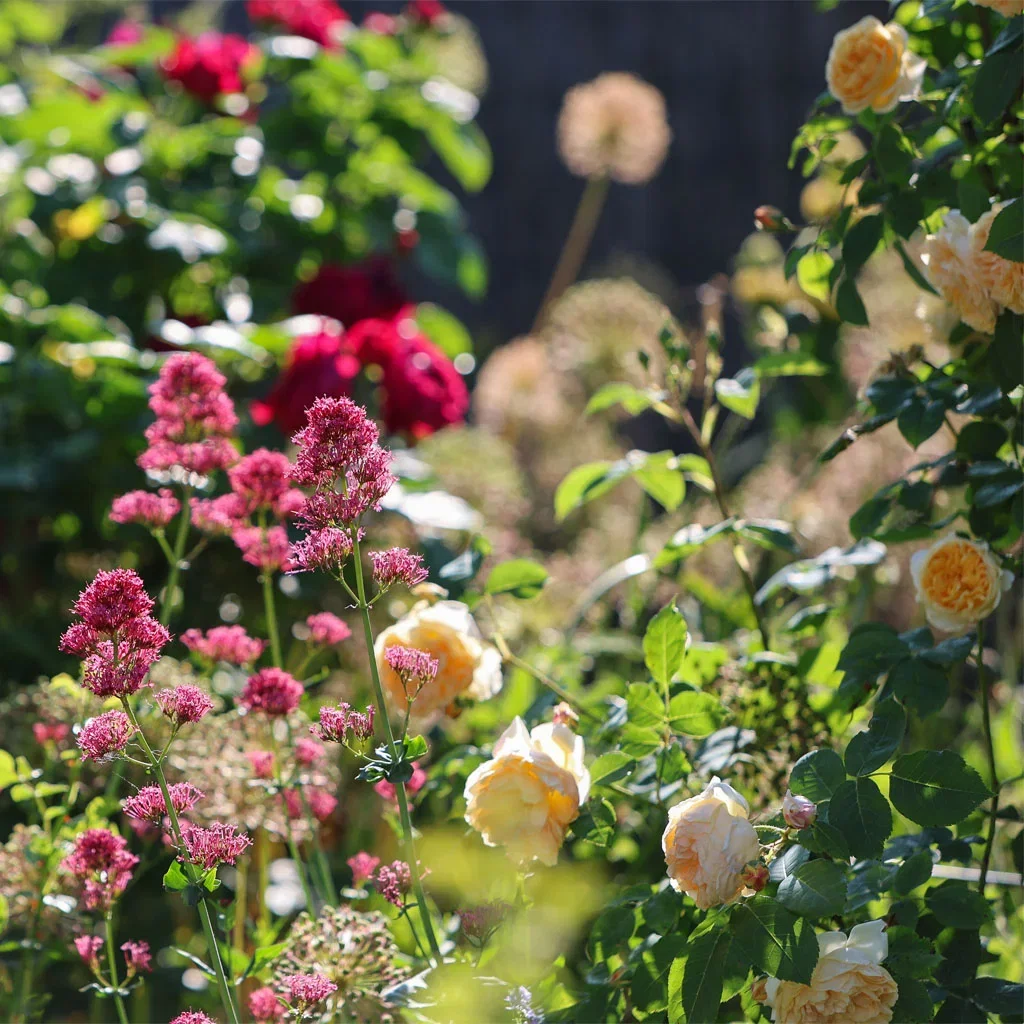 ROMANTISK HAGE – duftende, viltvoksende og blomstrende