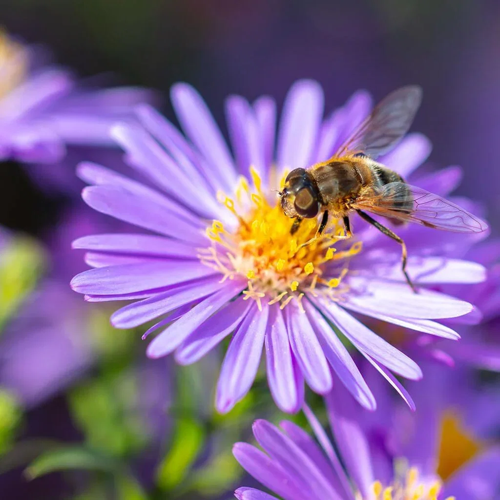 Blomster for bier og sommerfugler – 7 favoritter
