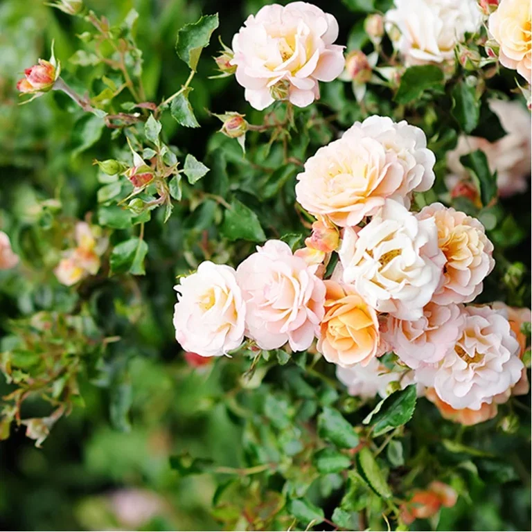 Roser i hagen – planting og stell