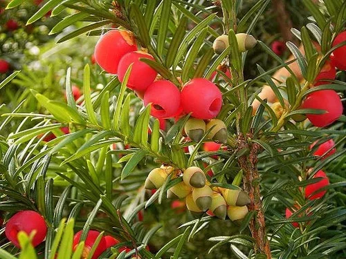 Yew – planting and care