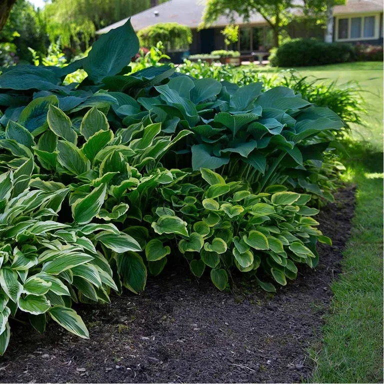 Hosta (bladlilje) – planting og stell 