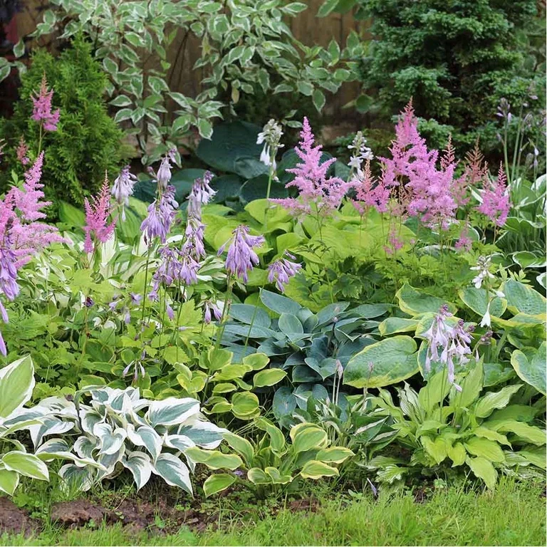 Hosta (bladlilje) – planting og stell 