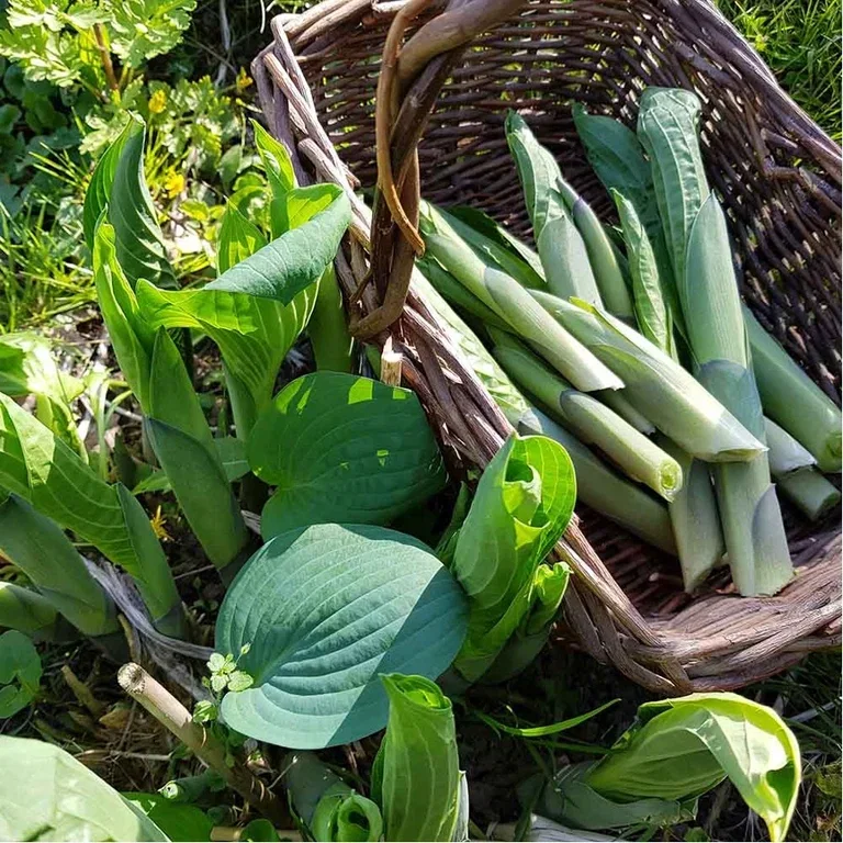 Hosta (bladlilje) – planting og stell 