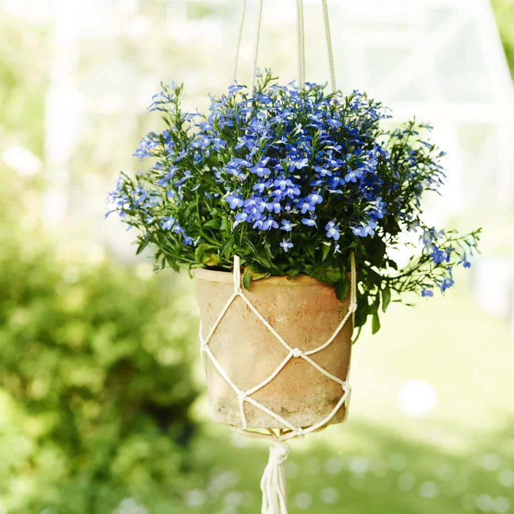 Lobelia – planting og stell