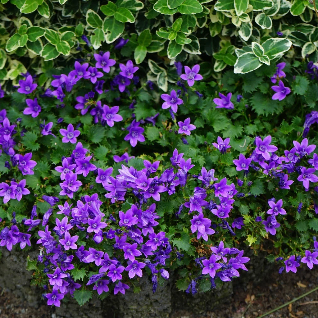 Krypklokke – planting og stell 