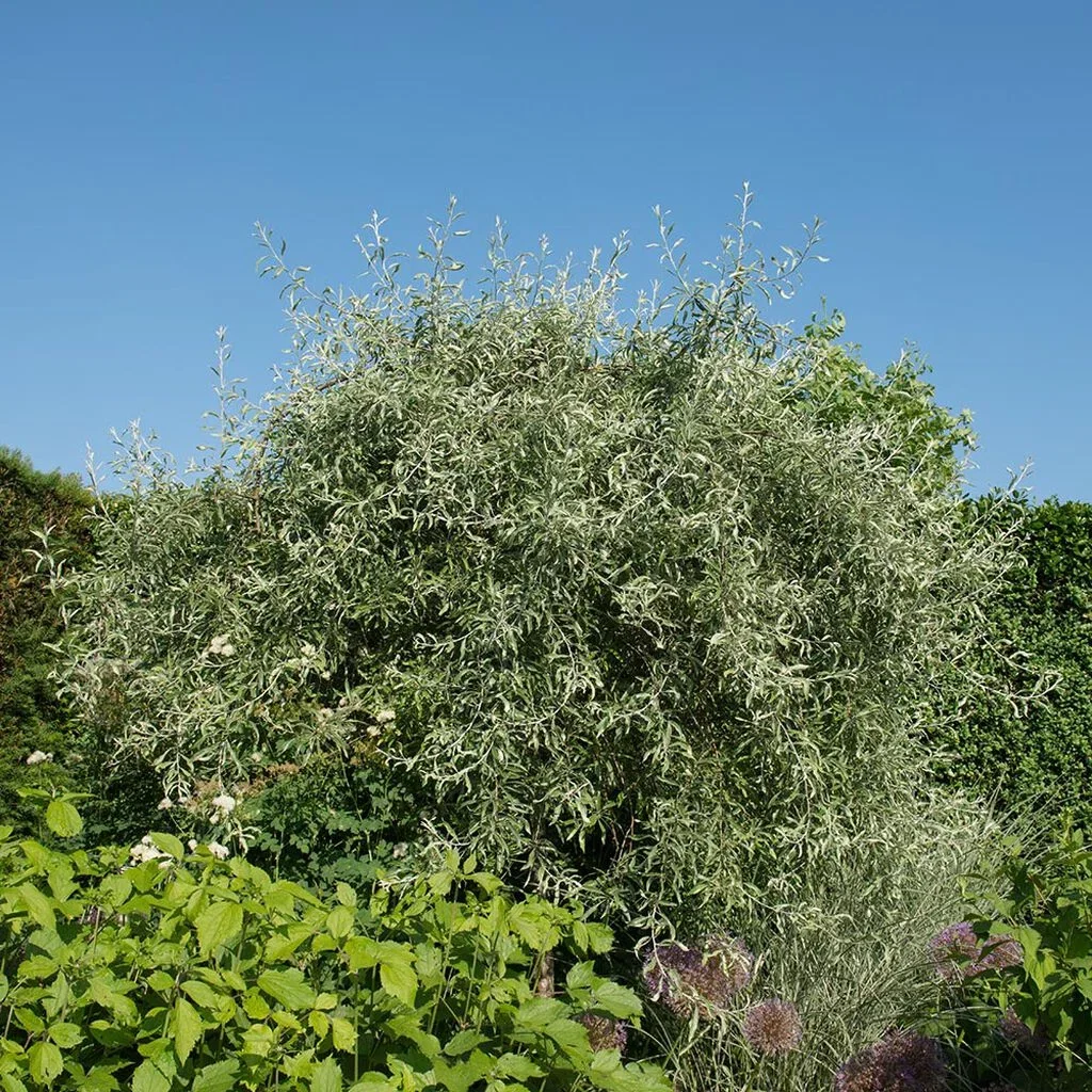 Vierpære – planting og stell 