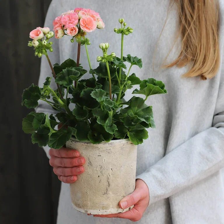 Pelargonia ‘Astrid’