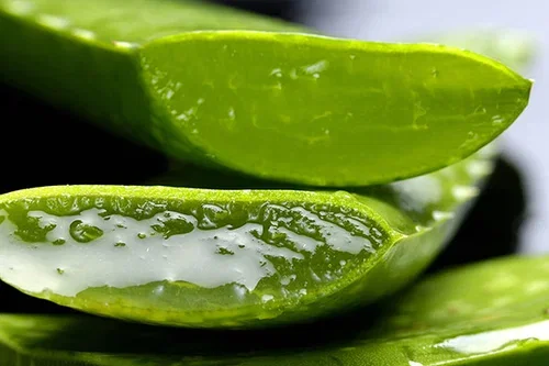 Aloe vera – fakta og råd om stell 