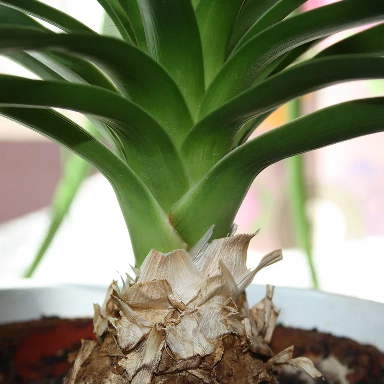 Beaucarnea recurvata – facts and care advice