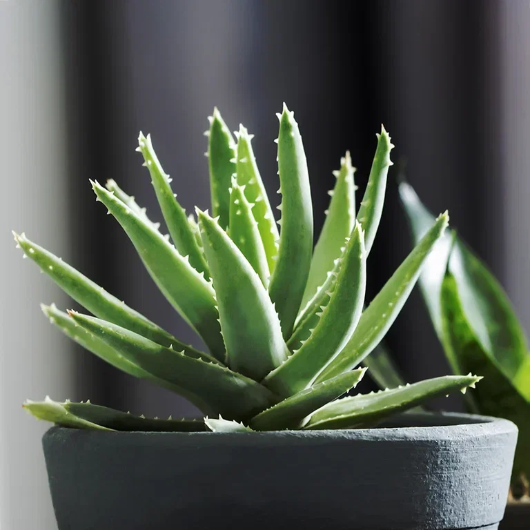 Aloe vera – fakta og råd om stell 