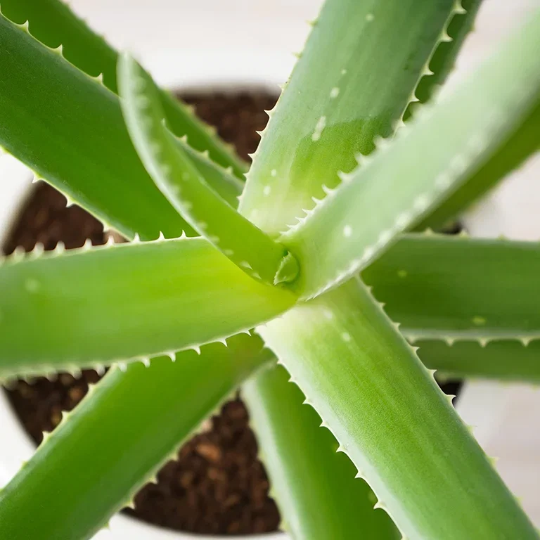Aloe vera – fakta og råd om stell 