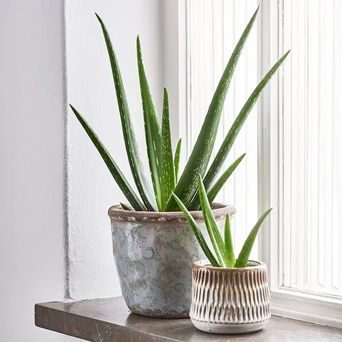 Aloe vera – fakta og råd om stell 
