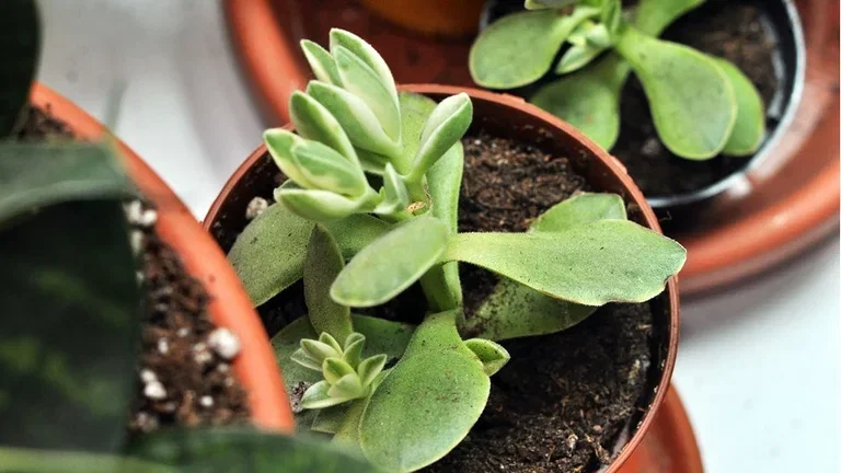 Pengetre (Crassula) – fakta og råd om stell 