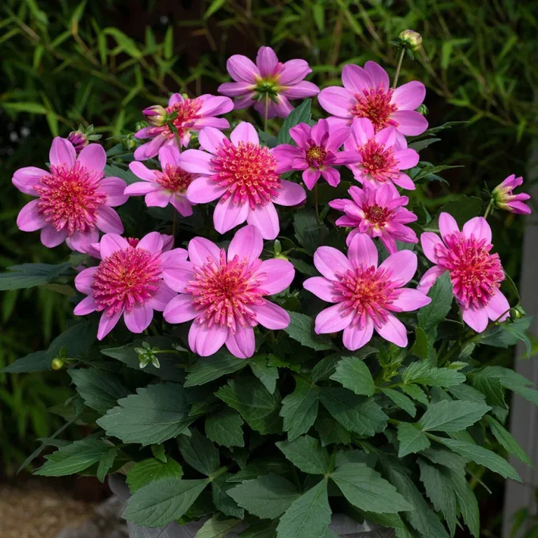 Dahlia grønt blad 'Starburst Pink' 19 cm