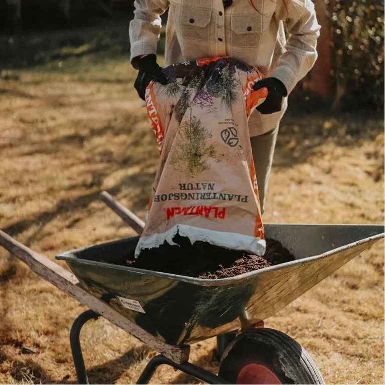 This is how you plant fruit trees - the gardener's best tips