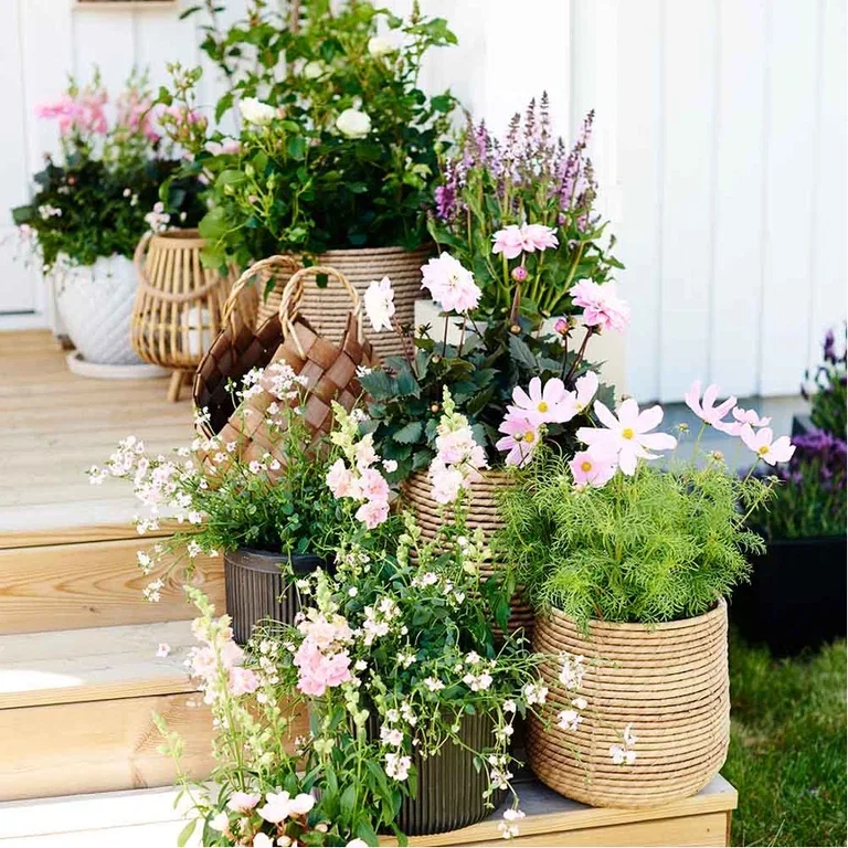 Summer flowers in pots – let them bloom in sun and shade