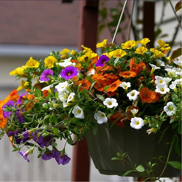 Blomster i ampel – slik lykkes du 