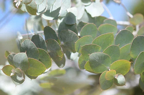 Eukalyptus – fakta og råd om stell 